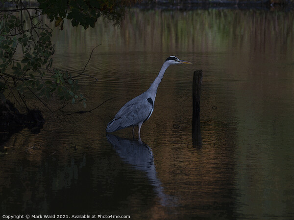 The Reflective Heron Picture Board by Mark Ward
