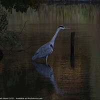 Buy canvas prints of The Reflective Heron by Mark Ward