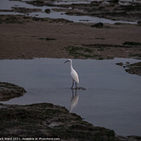 Buy canvas prints of Little Egret at Pett Level. by Mark Ward