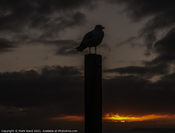 Seagull at Sunset Picture Board by Mark Ward