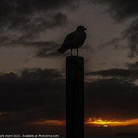 Buy canvas prints of Seagull at Sunset by Mark Ward