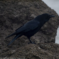 Buy canvas prints of Crow on the Coast. by Mark Ward