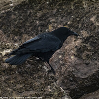 Buy canvas prints of The Crow. by Mark Ward