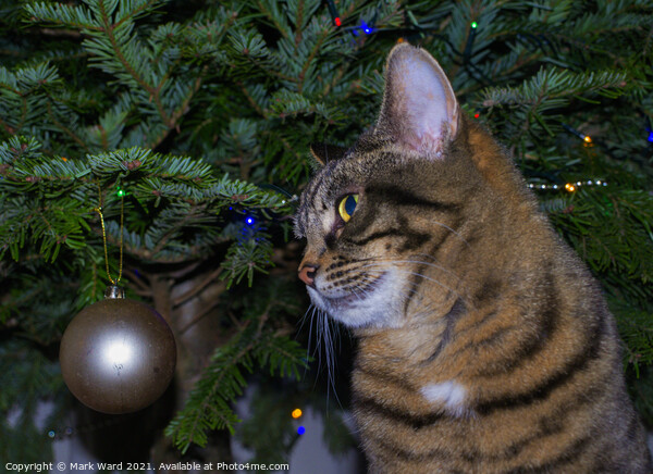 Holly the Christmas Cat. Picture Board by Mark Ward