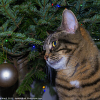 Buy canvas prints of Holly the Christmas Cat. by Mark Ward