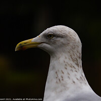 Buy canvas prints of Gorgeous But Gull-Ible. by Mark Ward
