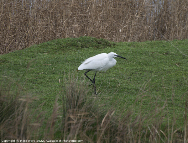 Little Egret in the Reeds. Picture Board by Mark Ward