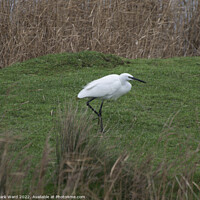 Buy canvas prints of Little Egret in the Reeds. by Mark Ward