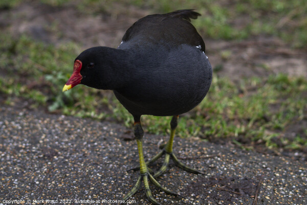 Inquisitive Moorhen Picture Board by Mark Ward