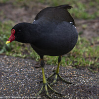 Buy canvas prints of Inquisitive Moorhen by Mark Ward
