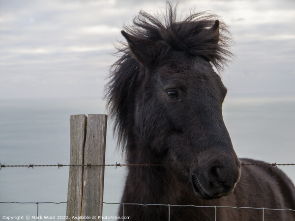 An Exmoor Pony in Sussex. Picture Board by Mark Ward
