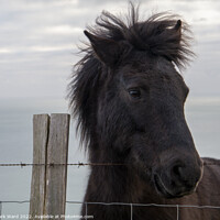 Buy canvas prints of An Exmoor Pony in Sussex. by Mark Ward