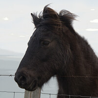Buy canvas prints of A Portrait of an Exmoor Pony. by Mark Ward