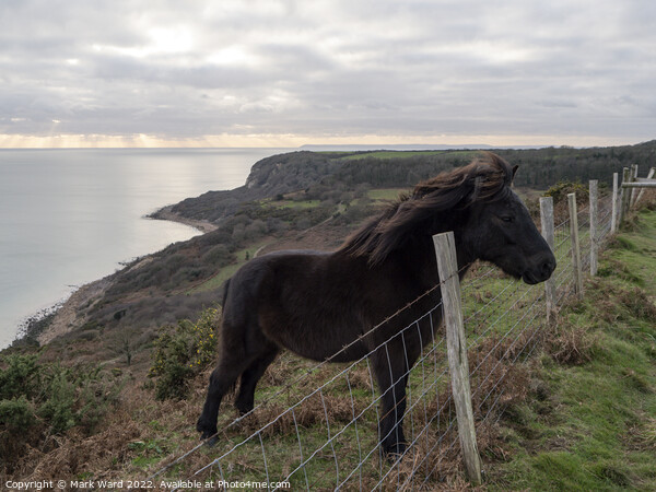Exmoor Pony on Fairlight Hills. Picture Board by Mark Ward
