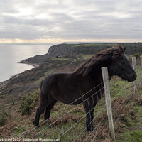 Buy canvas prints of Exmoor Pony on Fairlight Hills. by Mark Ward