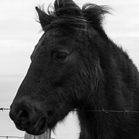 Buy canvas prints of Portrait of an Exmoor Pony. by Mark Ward