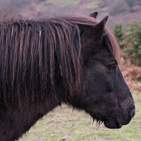 Buy canvas prints of Exmoor Pony with a Ginger Tinge by Mark Ward