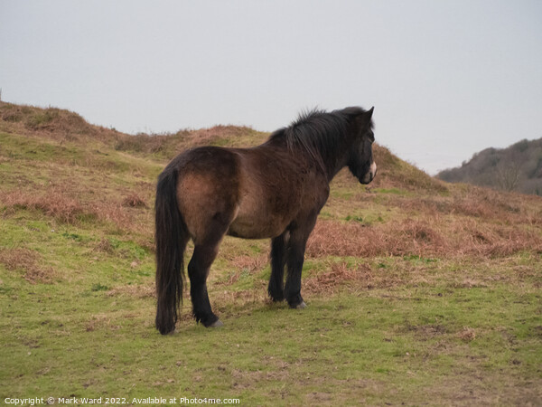 Exmoor Pony on the Sussex Coast. Picture Board by Mark Ward