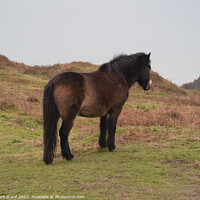 Buy canvas prints of Exmoor Pony on the Sussex Coast. by Mark Ward