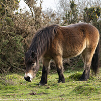 Buy canvas prints of Wild Exmoor Pony Grazing. by Mark Ward