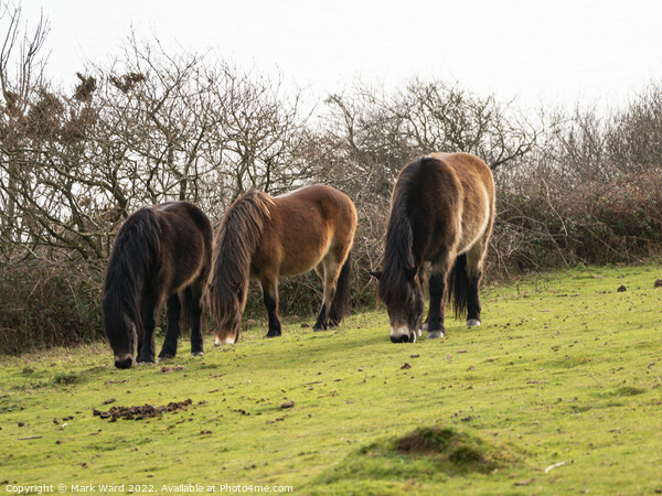 Wild Exmoor Ponies Grazing. Picture Board by Mark Ward