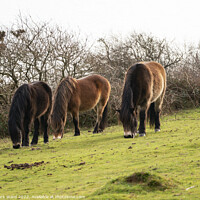 Buy canvas prints of Wild Exmoor Ponies Grazing. by Mark Ward