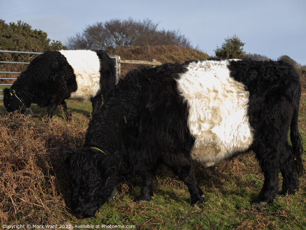 Belted Galloway Cattle. Picture Board by Mark Ward
