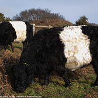 Buy canvas prints of Belted Galloway Cattle. by Mark Ward