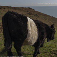 Buy canvas prints of Belted Galloway Cattle in Sussex. by Mark Ward