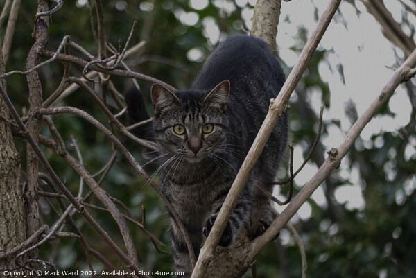 A cat sitting on a branch Preying. Picture Board by Mark Ward