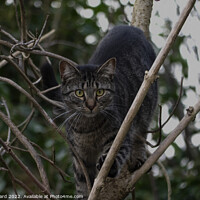 Buy canvas prints of A cat sitting on a branch Preying. by Mark Ward