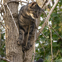 Buy canvas prints of Tabby in a Tree by Mark Ward