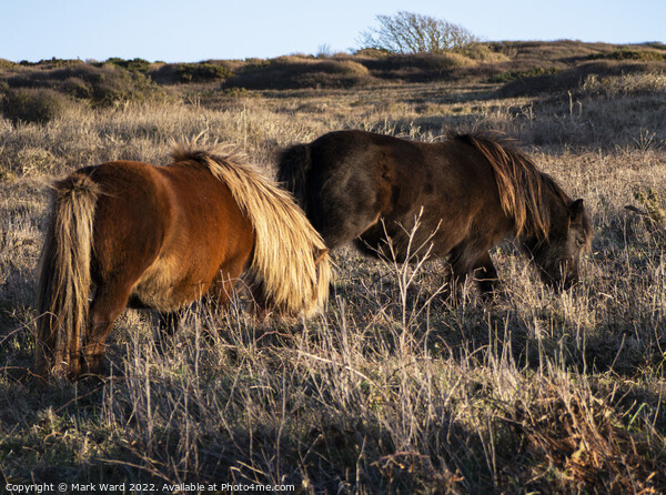 Wild Ponies at Beachy Head. Picture Board by Mark Ward