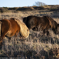 Buy canvas prints of Wild Ponies at Beachy Head. by Mark Ward