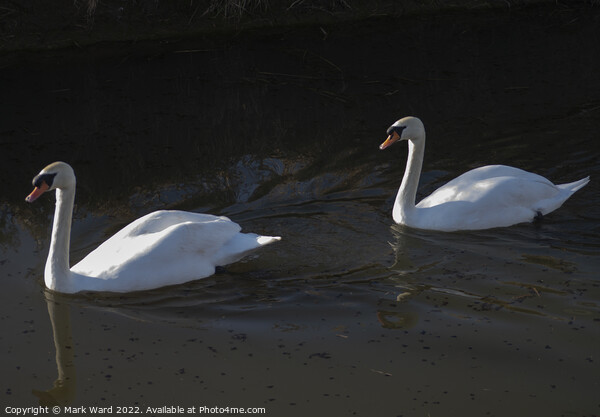 Swans in Sunlight. Picture Board by Mark Ward
