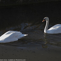 Buy canvas prints of Swans in Sunlight. by Mark Ward