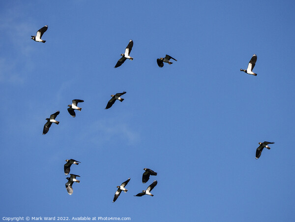 Lapwings in Flight. Picture Board by Mark Ward