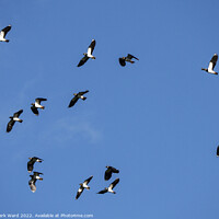 Buy canvas prints of Lapwings in Flight. by Mark Ward