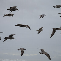 Buy canvas prints of Gulls on a Mission. by Mark Ward