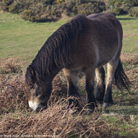 Buy canvas prints of Pony in Sussex. by Mark Ward