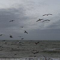 Buy canvas prints of See Gulls. by Mark Ward