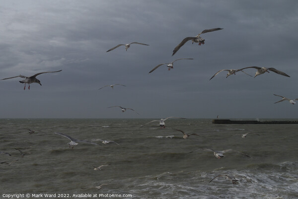 Gulls at the Stade in Hastings.  Picture Board by Mark Ward