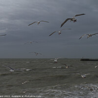 Buy canvas prints of Gulls at the Stade in Hastings.  by Mark Ward