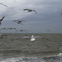 Buy canvas prints of Gulls in Motion by Mark Ward