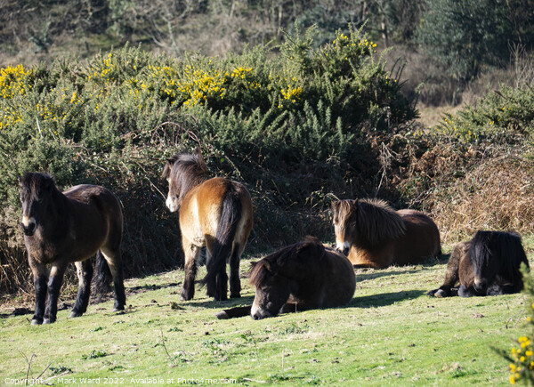 Exmoor Ponies Resting. Picture Board by Mark Ward