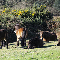 Buy canvas prints of Exmoor Ponies Resting. by Mark Ward