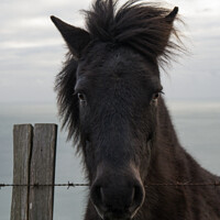 Buy canvas prints of Portrait of a Pony with a Somerset Accent by Mark Ward