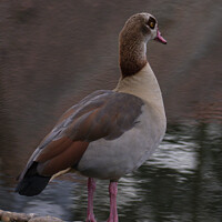 Buy canvas prints of Egyptian Goose. by Mark Ward