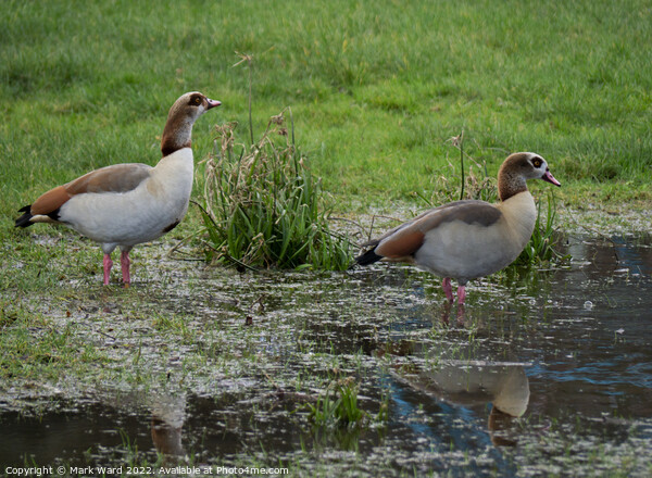 Egyptian Geese on the water. Picture Board by Mark Ward
