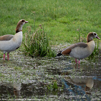 Buy canvas prints of Egyptian Geese on the water. by Mark Ward